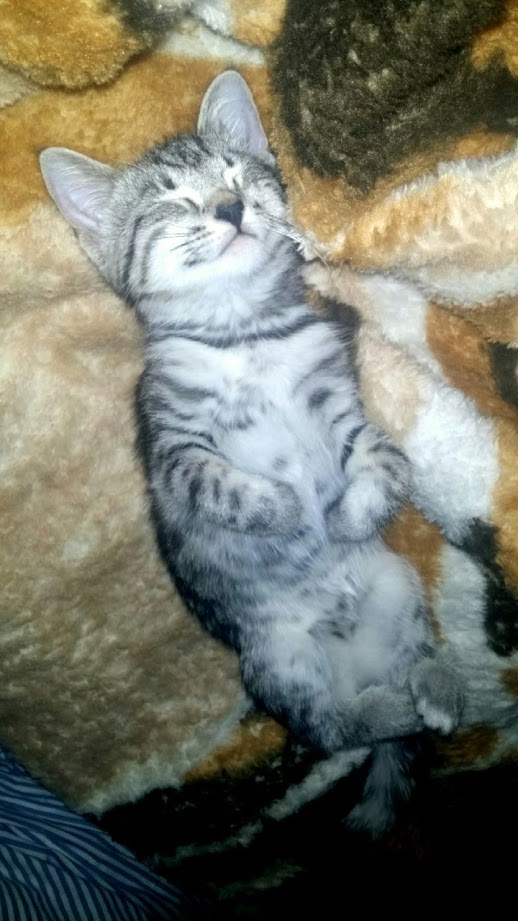 Ваши фотки котов на телефон