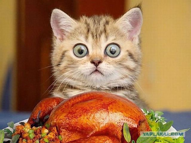 Котовторник 27.09.16