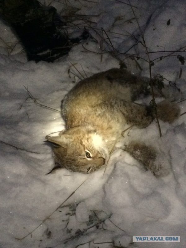 "Думали, что большая кошка": в Серове спасатели на автовышке сняли с дерева рысь