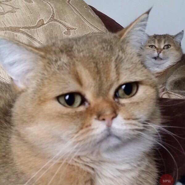 Коты из сети