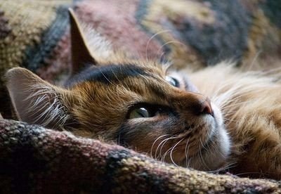Коты из сети