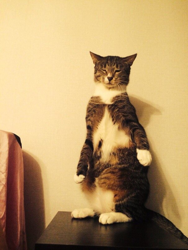 Коты из сети