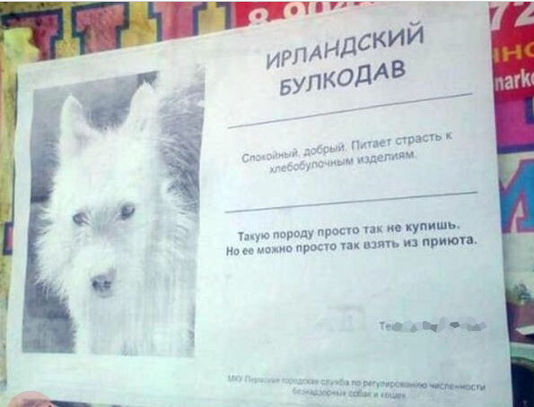 Поляна чёрного юмора и цинизма