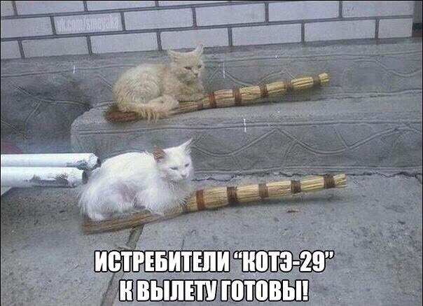 Коты и Кошки