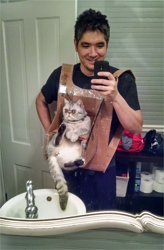 Коты и Кошки