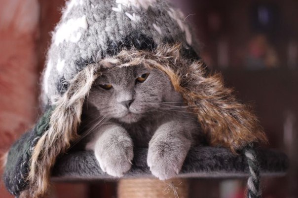 Коты и Кошки