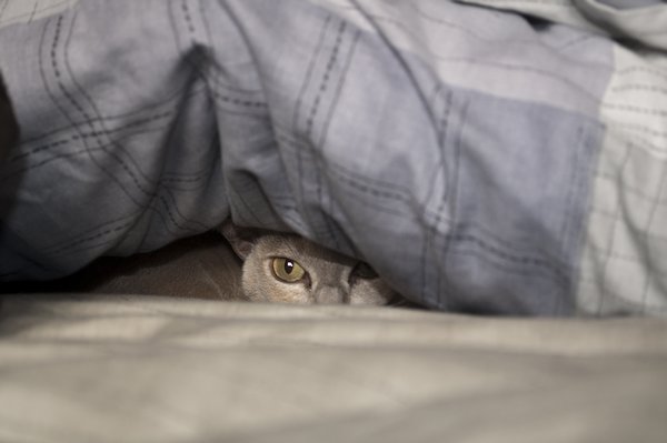 Коты и Кошки