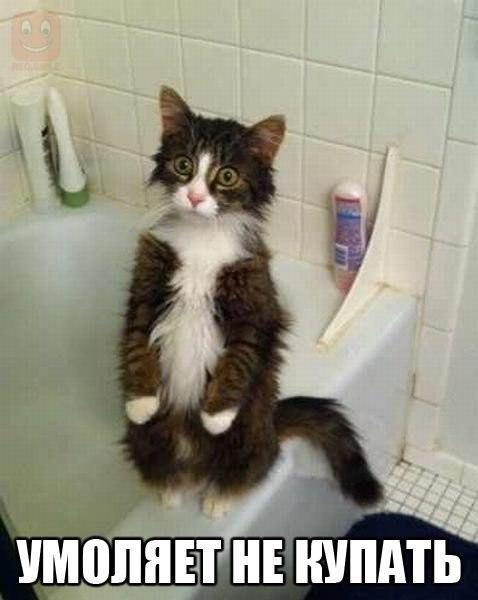 Коты и Кошки