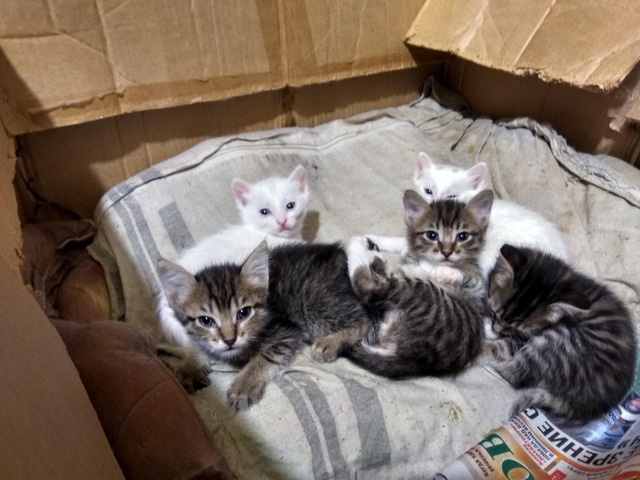 Коты и Кошки