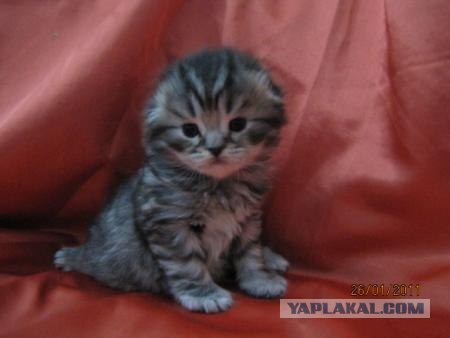 Котейкин вторник! Космический 12.04!