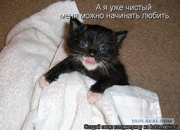 Котовторник