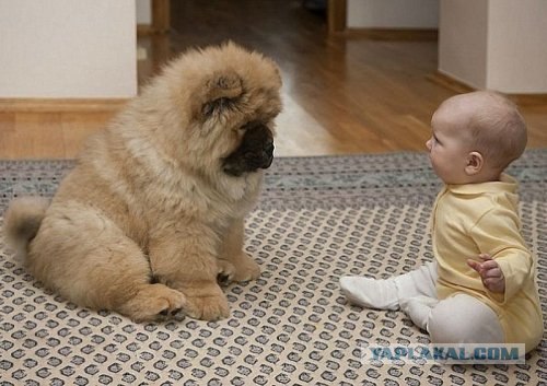 Как на счет собакосреды?