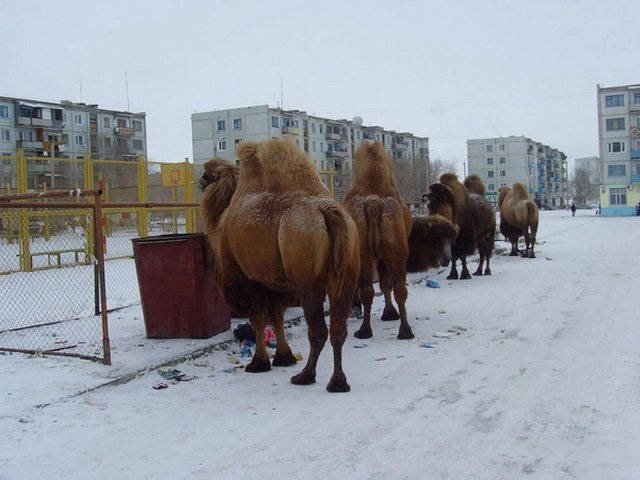 Подборка интересных и веселых картинок 03.03.19