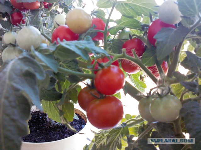 Вкус помидора