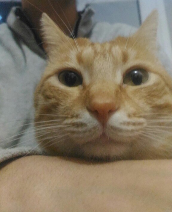 Забавные фото котеек