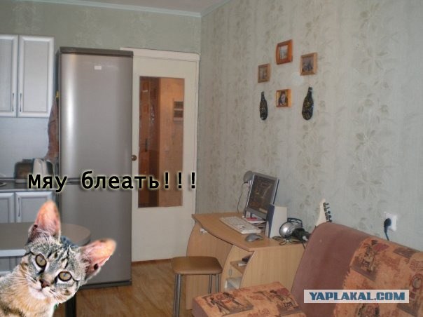 Найди кота