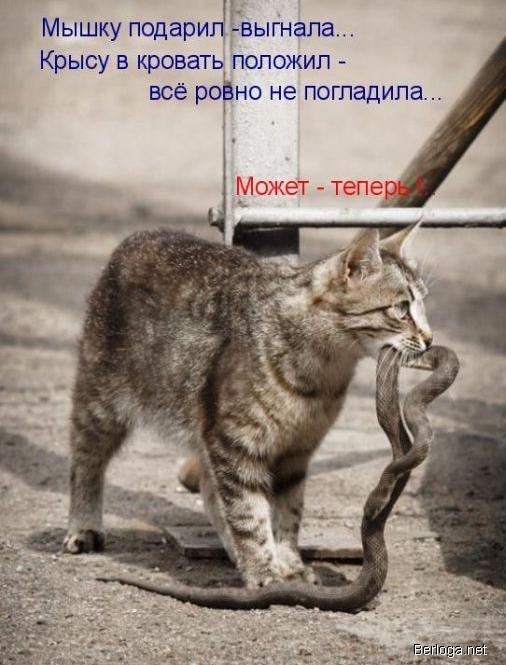 Хозяйка, я тебе тут принес кое-чего