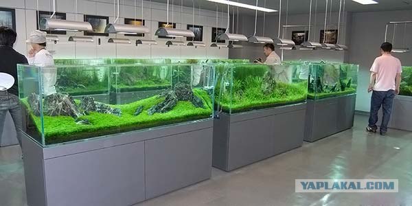 Японский аквариум