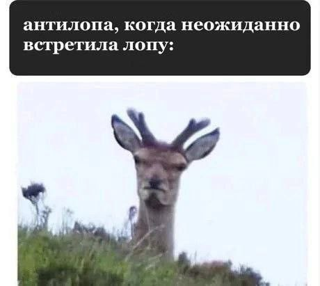 Набрел на склад баянов. Налетай