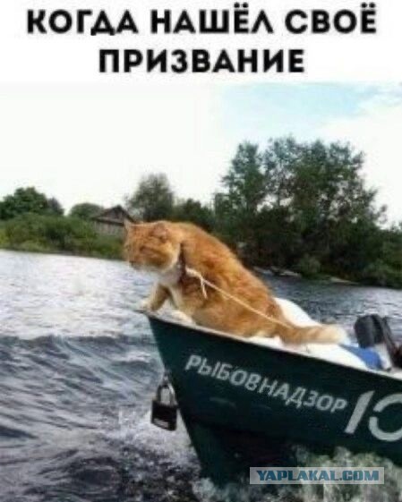 Отряд быстрой деградации