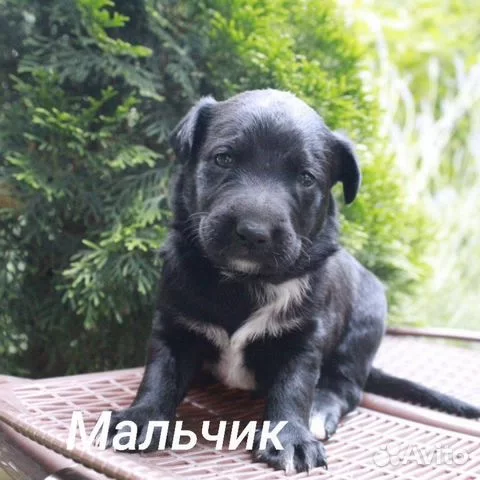 отдам щенят в добрые руки Ростовская обл. привезу.