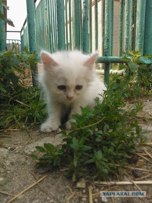 Котовторник 23.07.2013