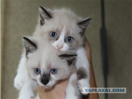 Котовторник  30.07.2013