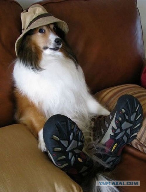 Из серии "мой хозяин идиот.."