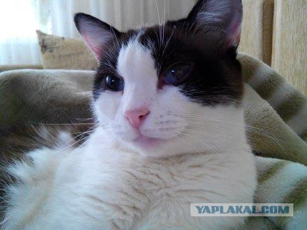 Котовторник 04.03.2014