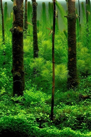 Плюсомет со шпалометом