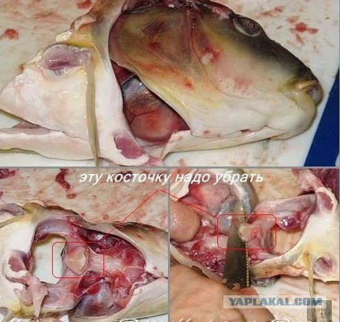 Гефилте фиш