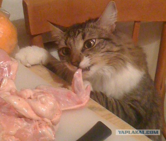 Кот Вася