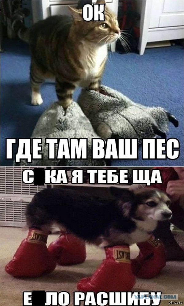 Как я сегодня решил стать догхантером