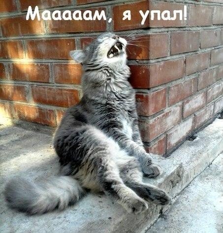 Кошки и другие