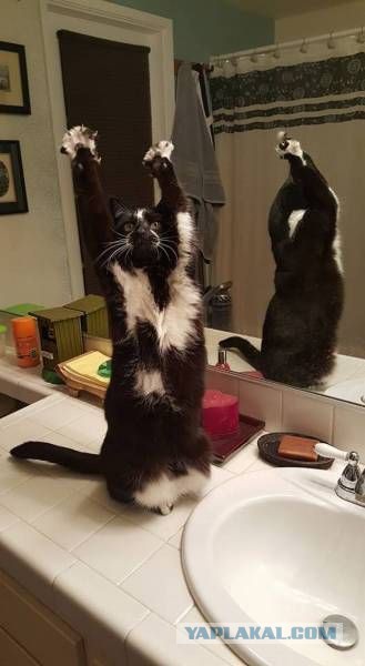 Картинки из Интернетов