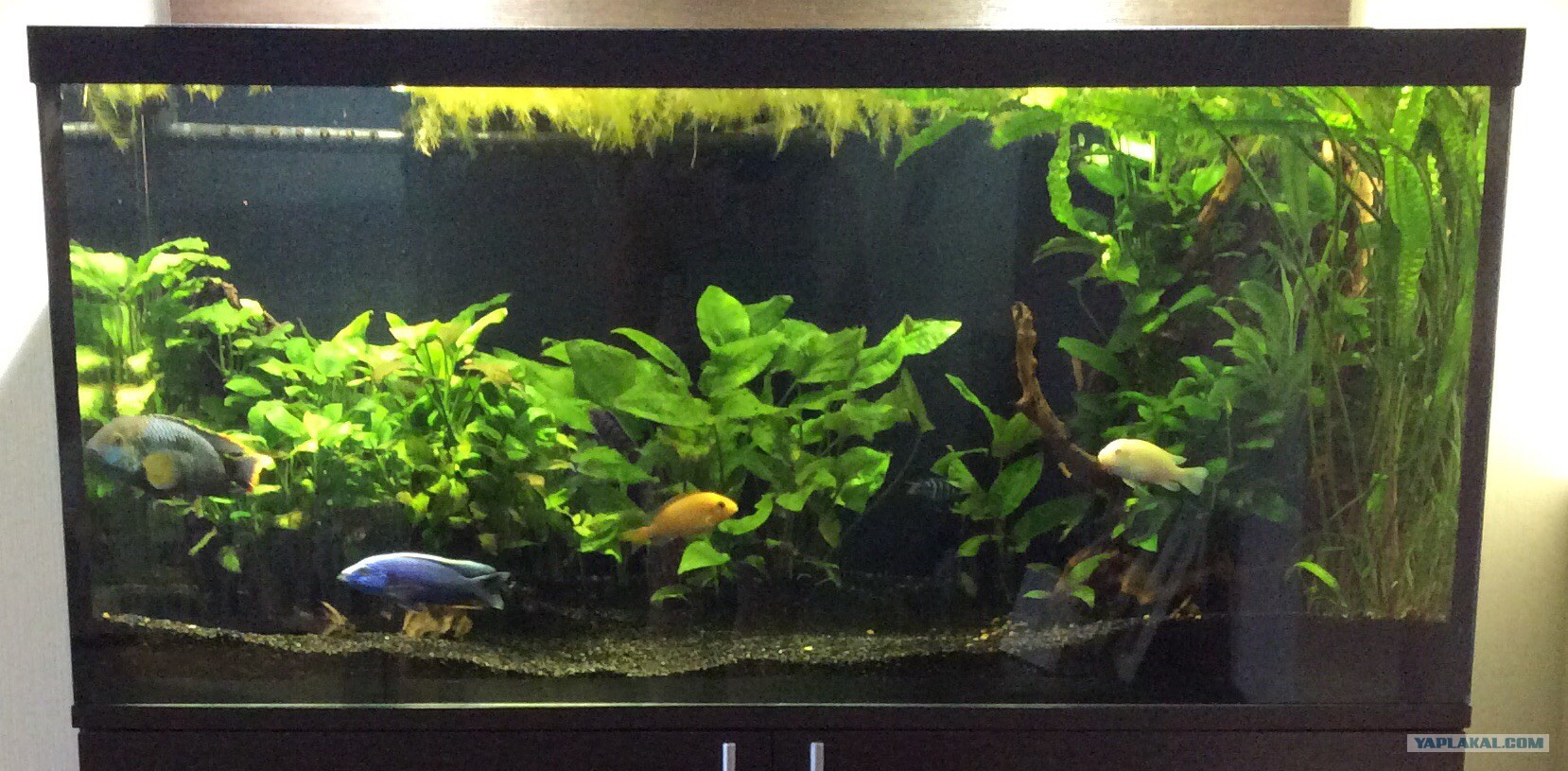 Сколько литров менять в аквариуме. Сколько литров менять в аквариуме. Рыбы для аквариума 20 литров. Наполнение аквариума. Отстаивать воду для аквариума.