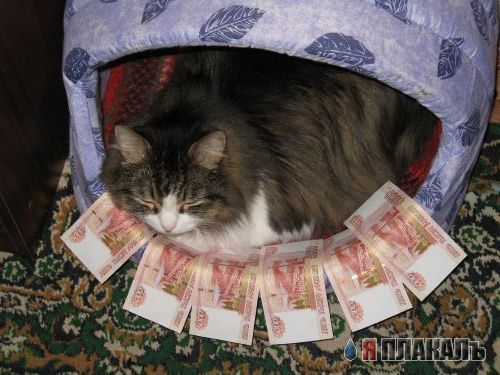 А вот и котовторник!