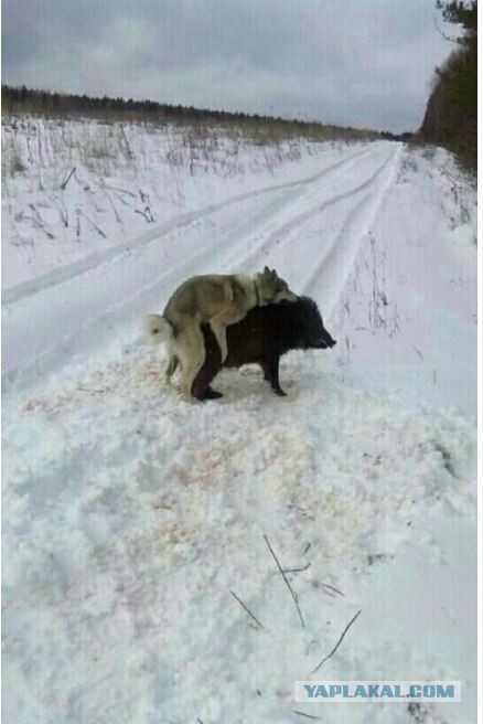 Козёл нарывается