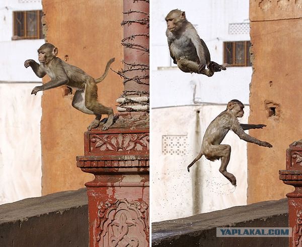 Черные танцуют