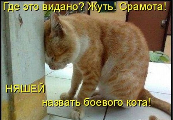10 брутальных уличных котов