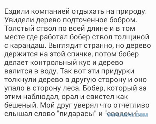 В лесу порой опасно ходить - бобры шалят