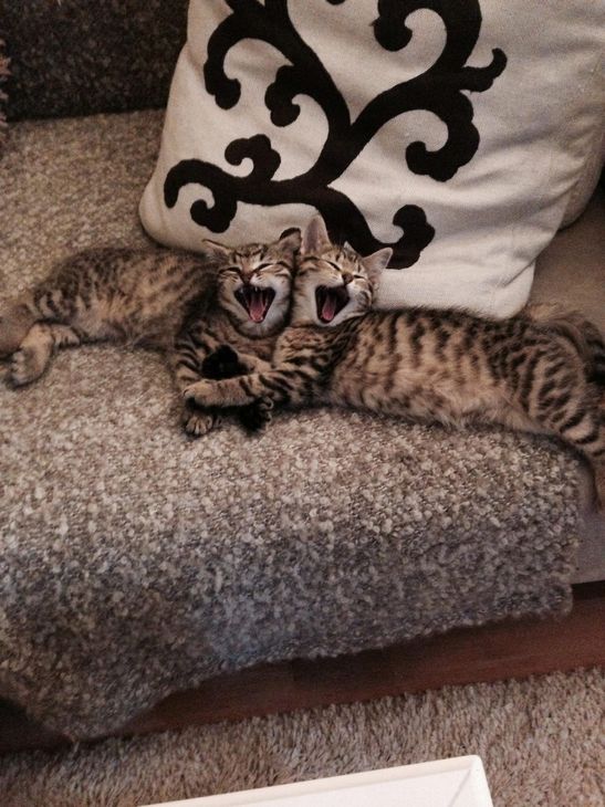 Коты и Кошки