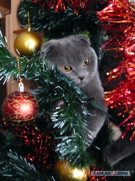 Фотографии кошек на новогодних елках начинают заполнять интернет