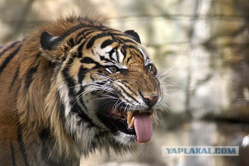 Кошак в шоке