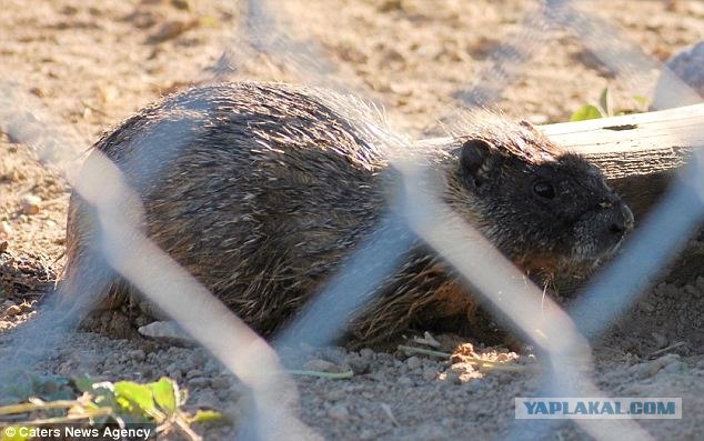 Благородный олень спас утопающего сурка