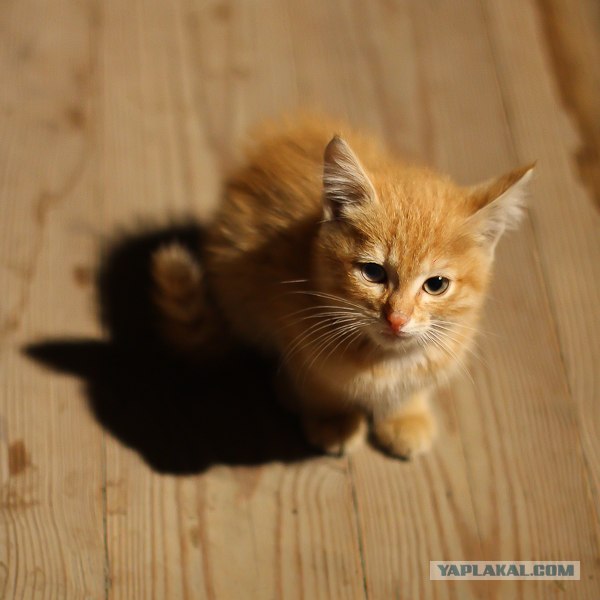 КОТОВТОРНИК (6.03.2012)