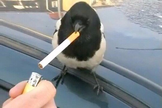 Милые животные. Мимиметр сломался