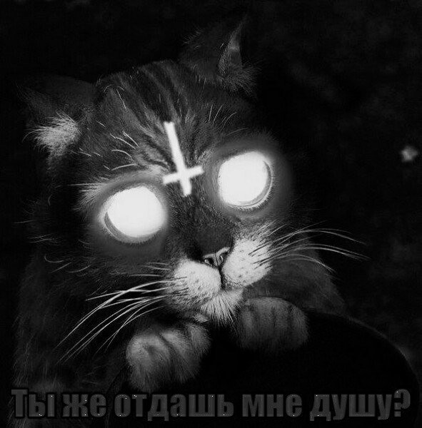 Почему нельзя смотреть в глаза кошке?