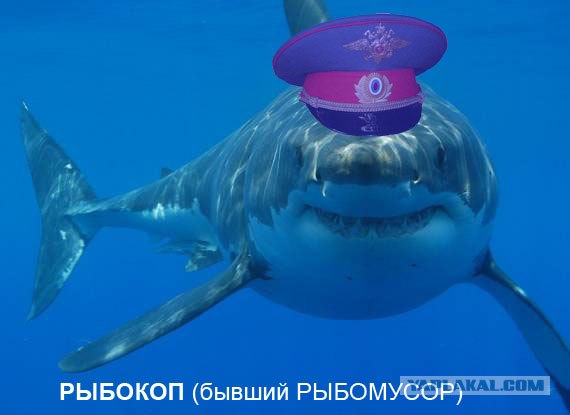 Рыбокоп - это инспектор рыбнадзора?