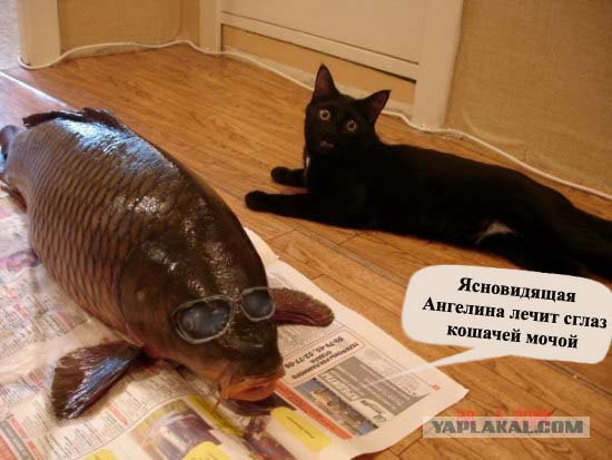 Фотожаба: котейка в шоке